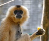 Les Rendez-vous avec les gibbons à favoris roux