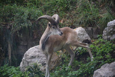 Les Rendez-vous avec les Urials de Boukara