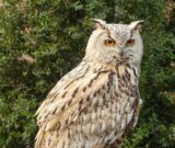 「オオコノハズクとの出会い」