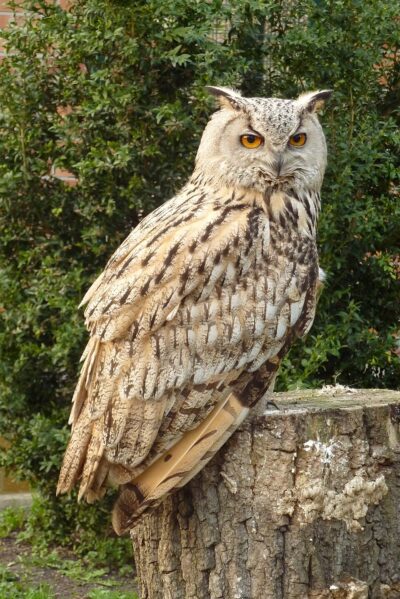 Les Rendez-vous avec le Hibou grand duc