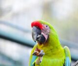 Journées Européennes du Patrimoine : visite « Les oiseaux : un patrimoine vivant en danger »
