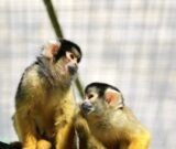 Journées Européennes du Patrimoine : visite « Les primates: un patrimoine vivant en danger »