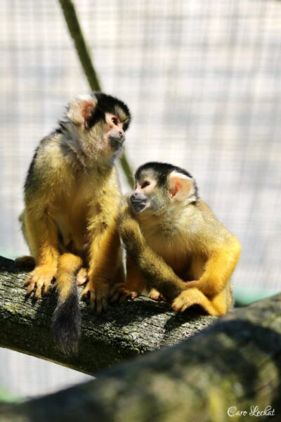 Journées Européennes du Patrimoine : visite « Les primates: un patrimoine vivant en danger »