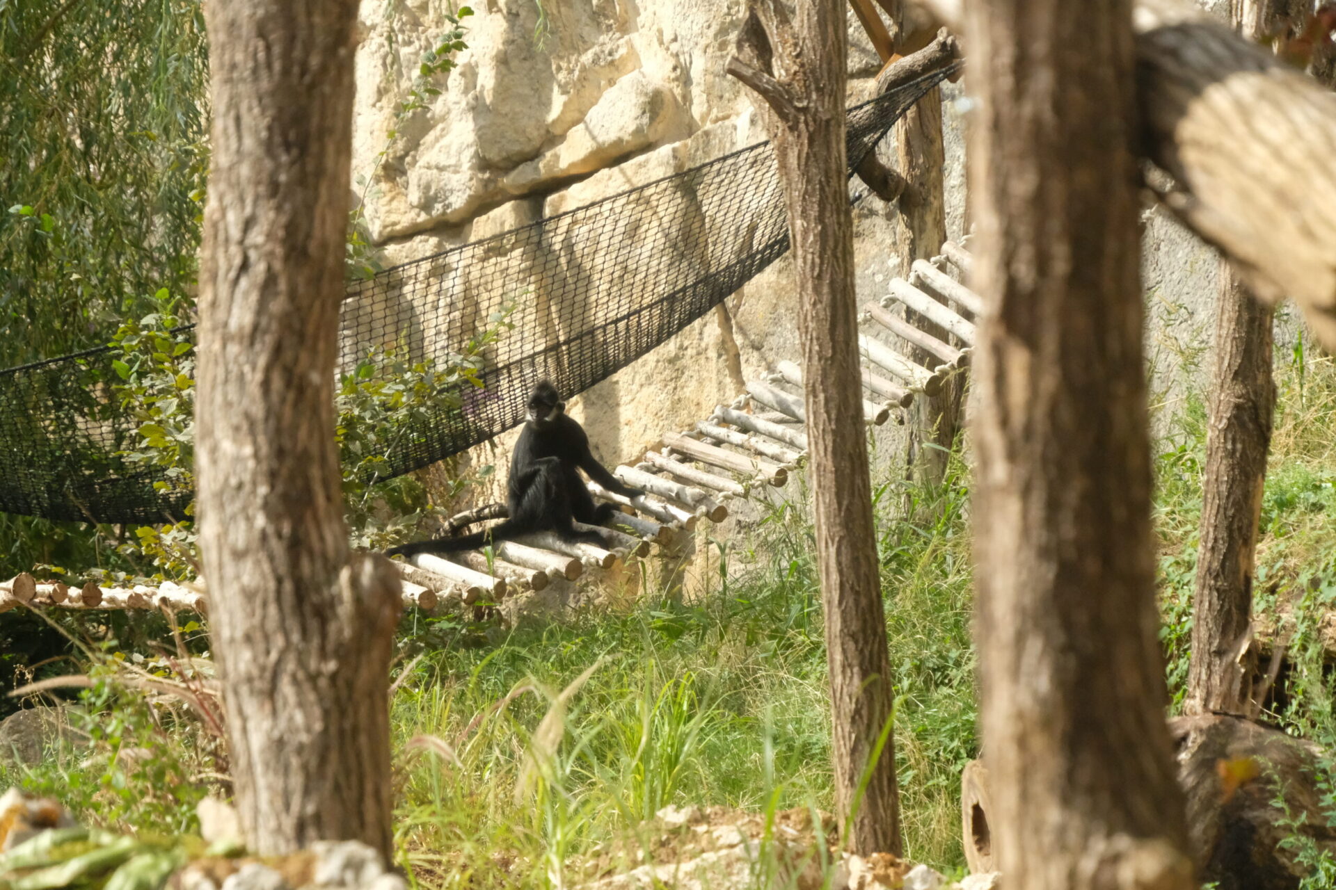 Nouvel espace pour les langurs de François